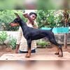 DogsIndia.com  Dobermann  Thirumurugan