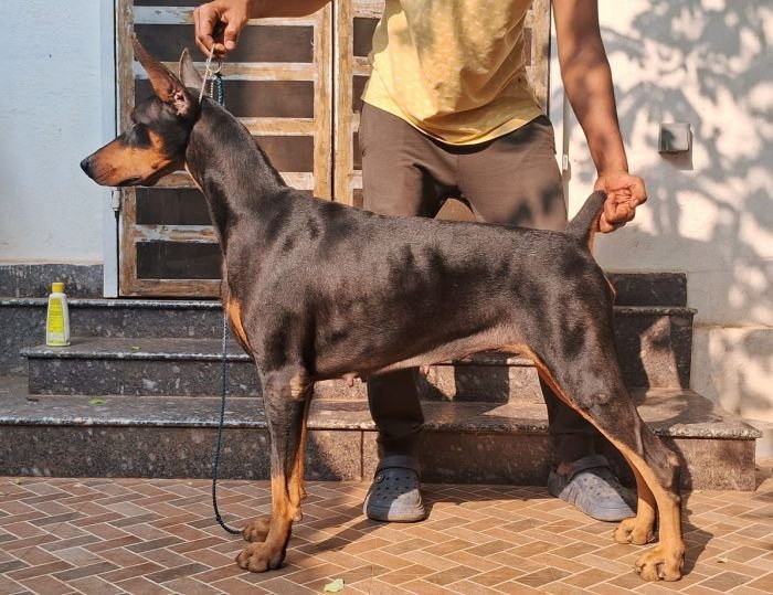 DogsIndia.com  Dobermann  Thirumurugan