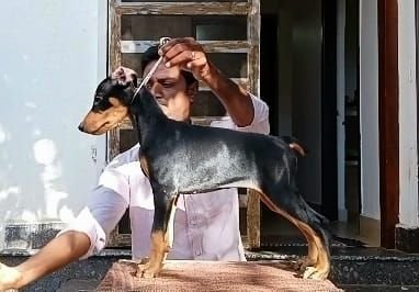 DogsIndia.com  Dobermann  Thirumurugan