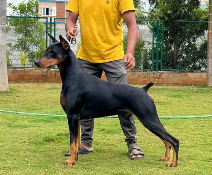 DogsIndia.com  Dobermann  Thirumurugan