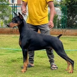DogsIndia.com  Dobermann  Thirumurugan
