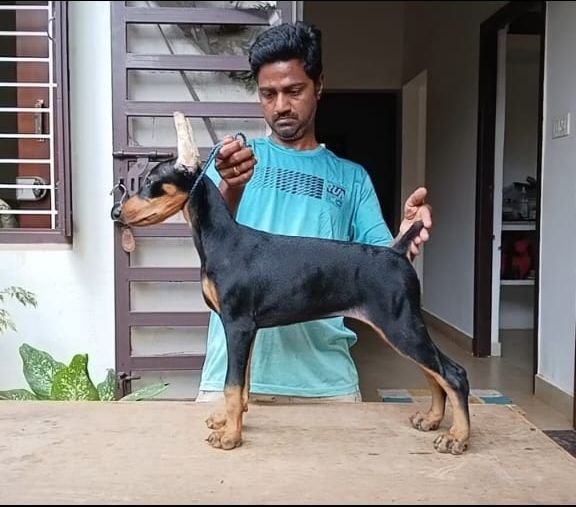 DogsIndia.com  Dobermann  Thirumurugan