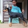 DogsIndia.com  Dobermann  Thirumurugan