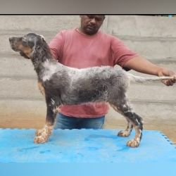 DogsIndia.com English Setter Free For Adoption - Arvind