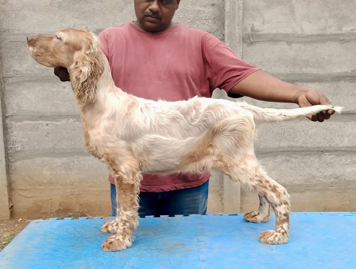 DogsIndia.com - English Setter - Arvind