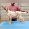 DogsIndia.com - English Setter - Arvind