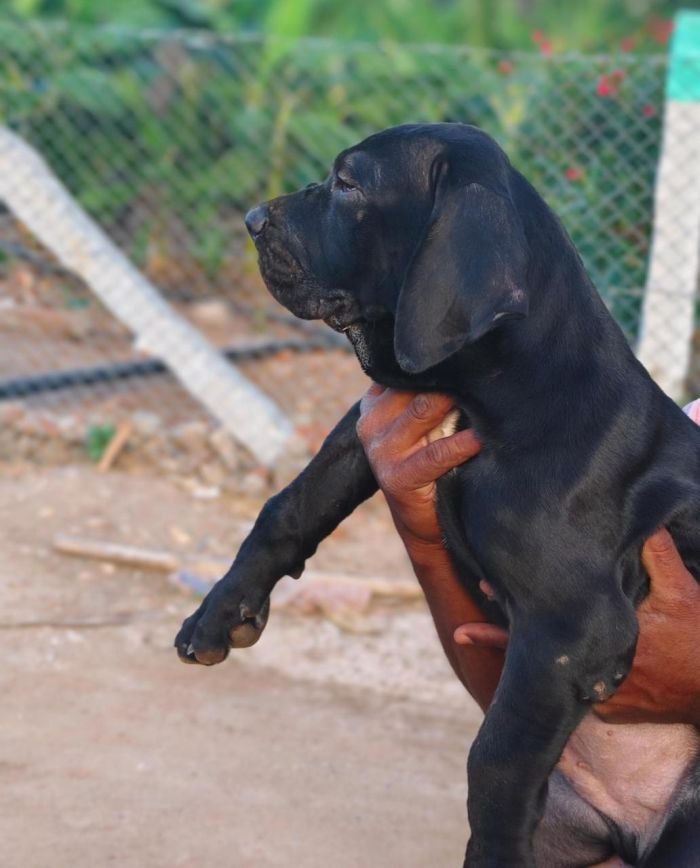 DogsIndia.com - Fila Brasileiro - Guhan