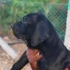DogsIndia.com - Fila Brasileiro - Guhan
