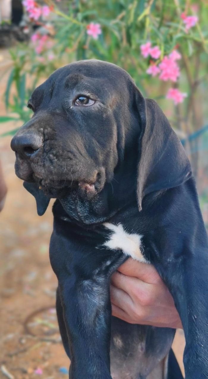 DogsIndia.com - Fila Brasileiro - Guhan