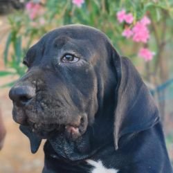 DogsIndia.com - Fila Brasileiro - Guhan