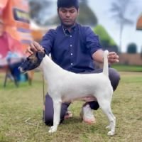 DogsIndia.com - Fox Terrier Smooth - Ellesmera - Anandkumar