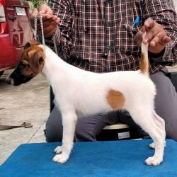 DogsIndia.com - Fox Terrier Smooth - Ellesmera - Anandkumar