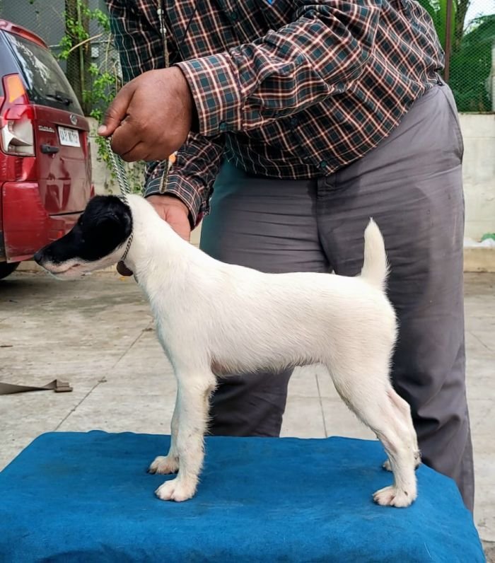 DogsIndia.com - Fox Terrier Smooth - Ellesmera - Anandkumar