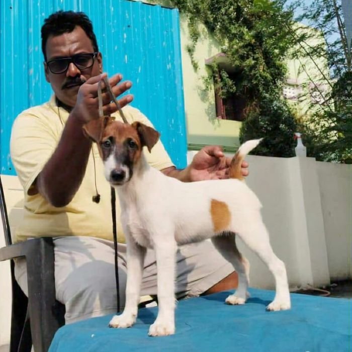 DogsIndia.com - Fox Terrier Smooth - Ellesmera - Anandkumar
