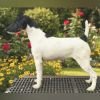 DogsIndia.com - Fox Terrier Smooth - Ellesmera - Anandkumar