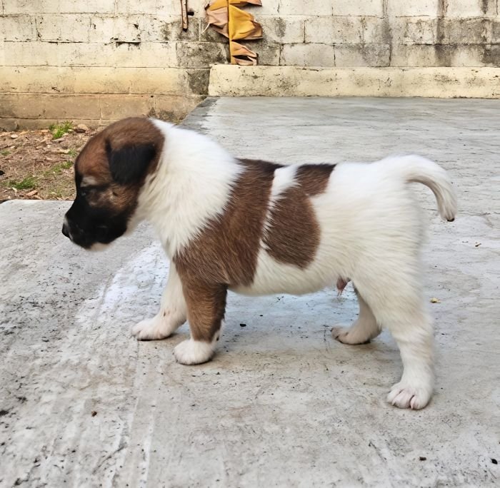 DogsIndia.com - Fox Terrier Smooth - Ellesmera - Anandkumar