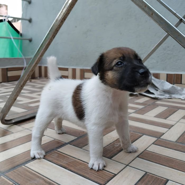 DogsIndia.com - Fox Terrier Smooth - Ellesmera - Anandkumar