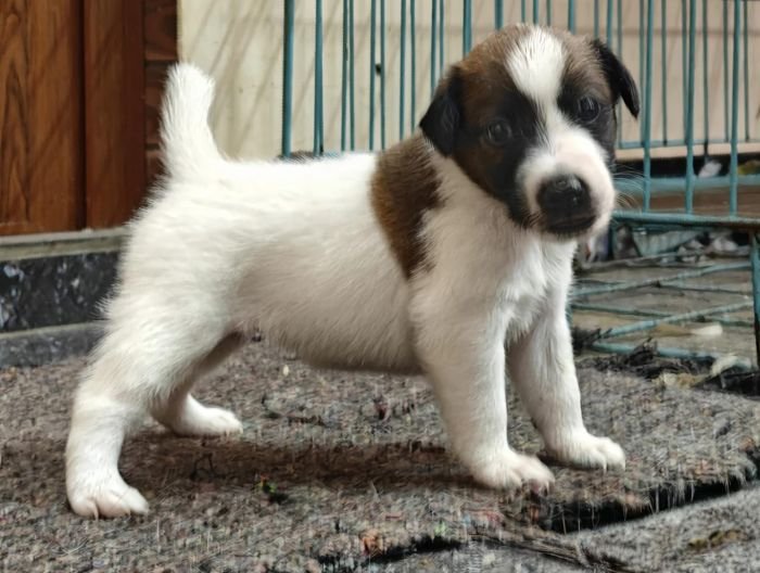 DogsIndia.com - Fox Terrier Smooth - Ellesmera - Anandkumar