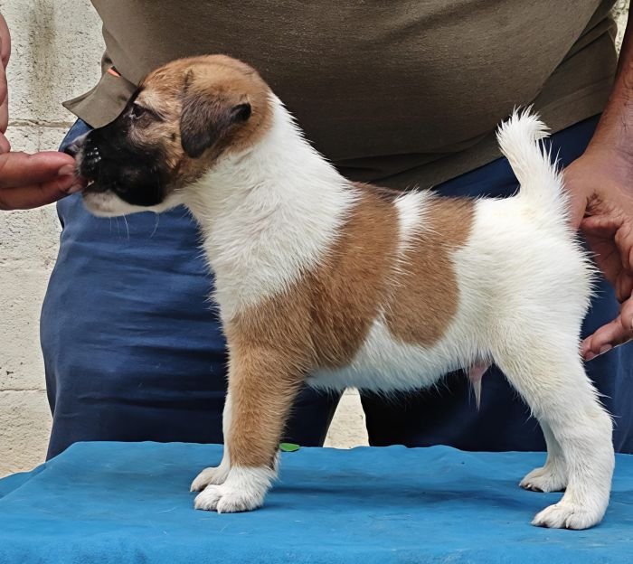 DogsIndia.com - Fox Terrier Smooth - Ellesmera - Anandkumar