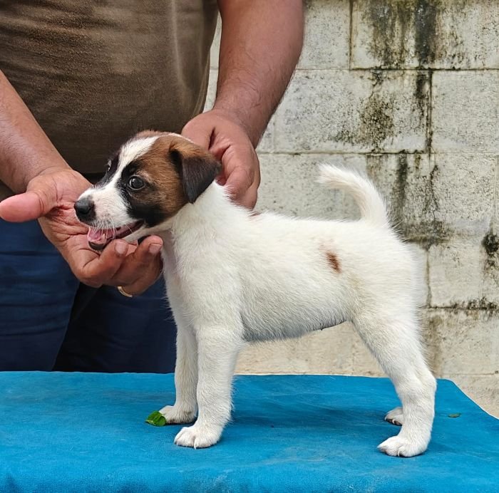 DogsIndia.com - Fox Terrier Smooth - Ellesmera - Anandkumar