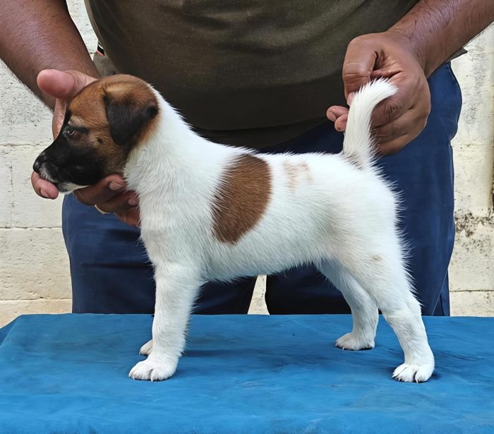 DogsIndia.com - Fox Terrier Smooth - Ellesmera - Anandkumar