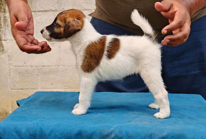 DogsIndia.com - Fox Terrier Smooth - Ellesmera - Anandkumar