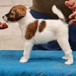 DogsIndia.com - Fox Terrier Smooth - Ellesmera - Anandkumar