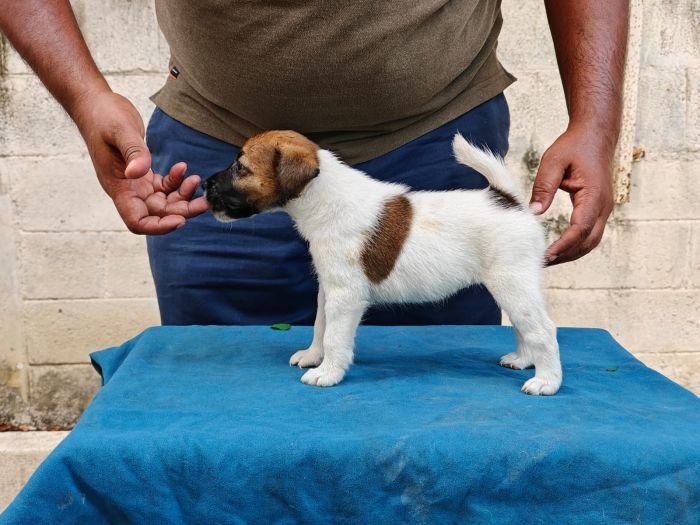DogsIndia.com - Fox Terrier Smooth - Ellesmera - Anandkumar