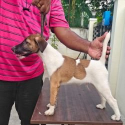 DogsIndia.com - Fox Terrier Smooth - Ellesmera - Anandkumar