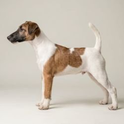 DogsIndia.com - Fox Terrier - Anandkumar - Ellesmera