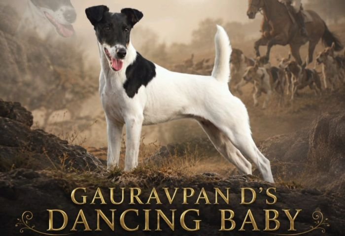 DogsIndia.com - Fox Terrier - Gauravpan D 