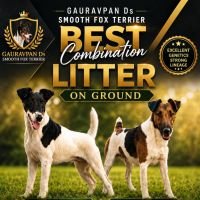 DogsIndia.com - Fox Terrier - Gauravpan D