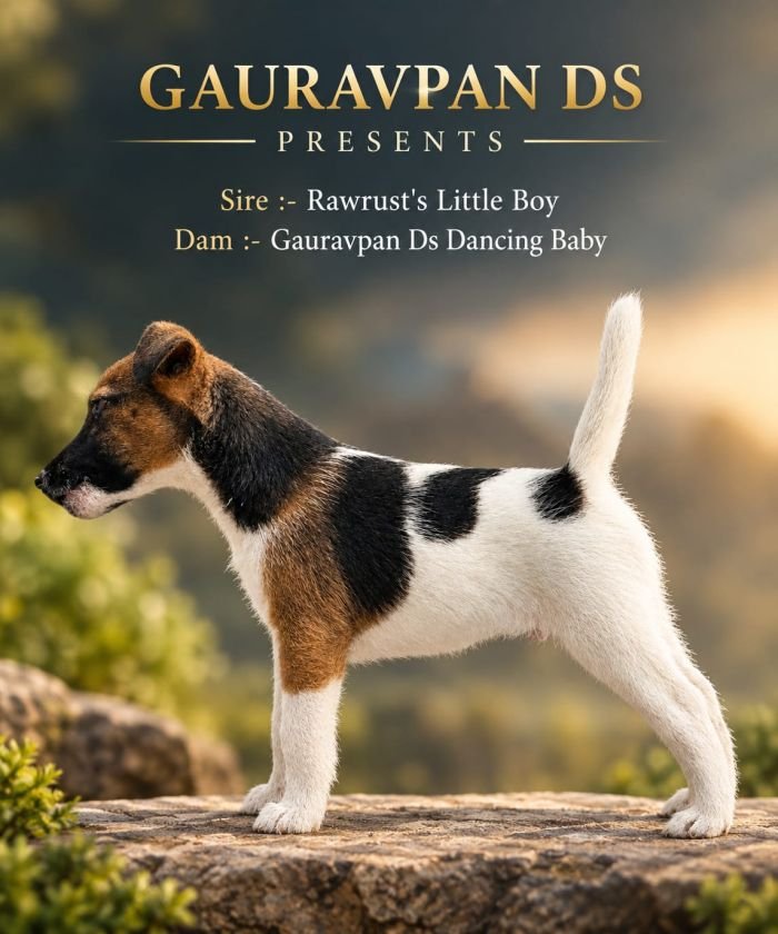 DogsIndia.com - Fox Terrier - Gauravpan D 