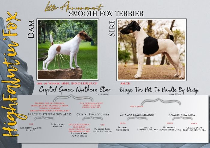 DogsIndia.com  Fox Terrier Smooth  HighFalutin Fox Terriers