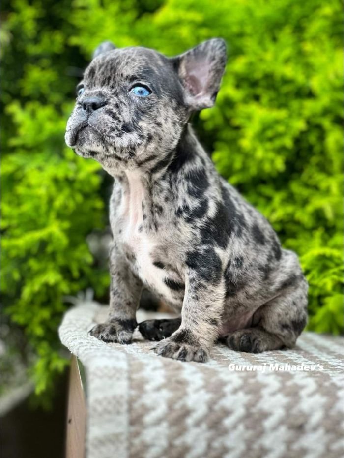 DogsIndia.com - French Bulldogs - Exotic Colour - Gururaj