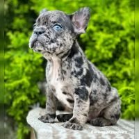 DogsIndia.com - French Bulldogs - Exotic Colour - Gururaj