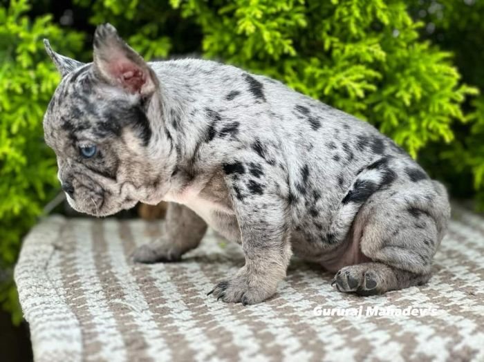 DogsIndia.com - French Bulldogs - Exotic Colour - Gururaj