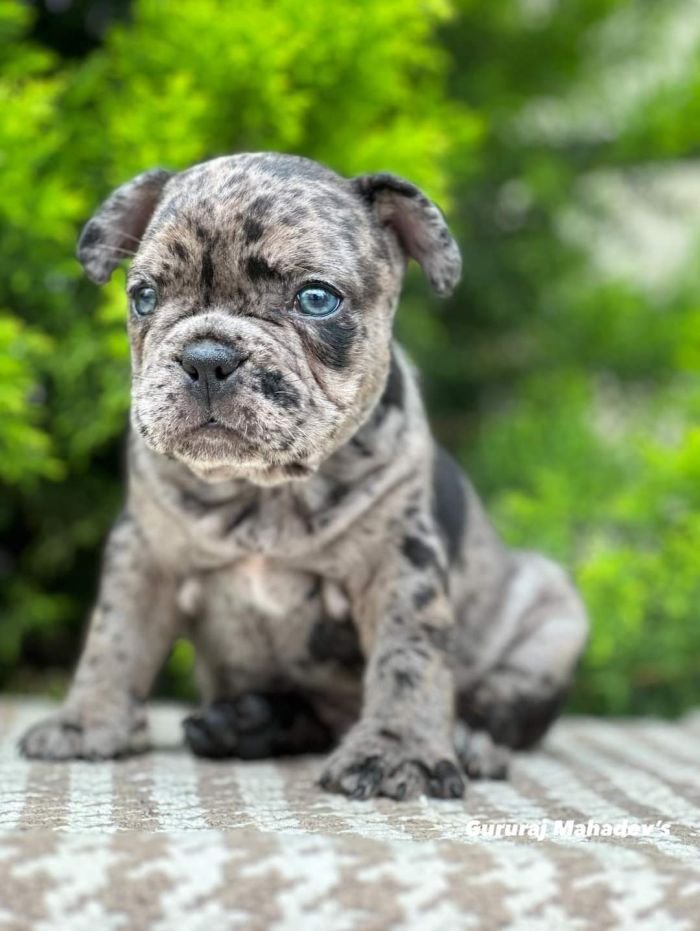 DogsIndia.com - French Bulldogs - Exotic Colour - Gururaj