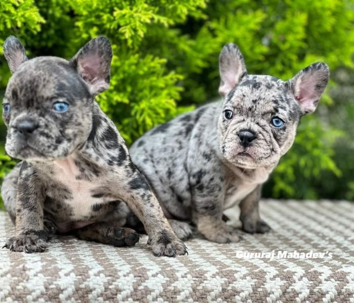 DogsIndia.com - French Bulldogs - Exotic Colour - Gururaj