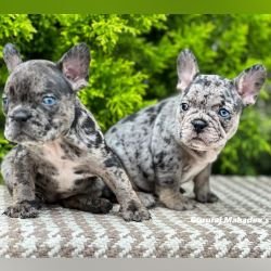 DogsIndia.com - French Bulldogs - Exotic Colour - Gururaj