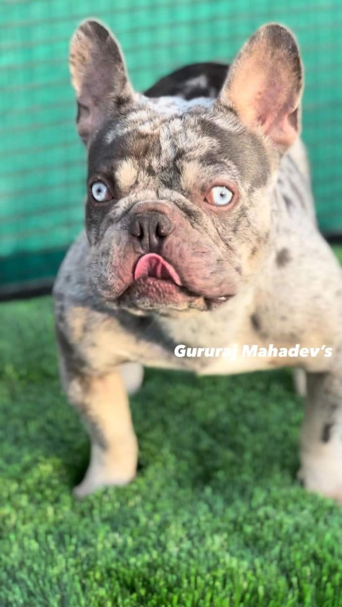 DogsIndia.com - French Bulldogs - Exotic Colour - Gururaj