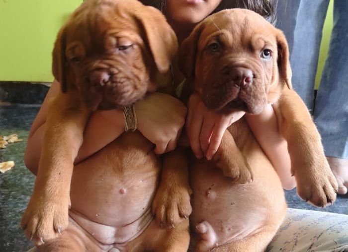 DogsIndia.com - French Mastiff - Shaji Nair