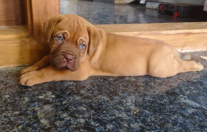 DogsIndia.com - French Mastiff - Shaji Nair