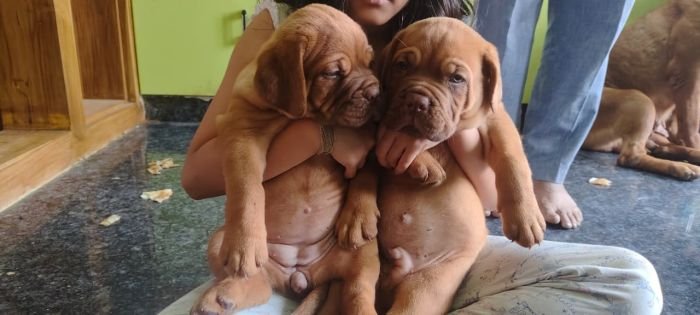 DogsIndia.com - French Mastiff - Shaji Nair