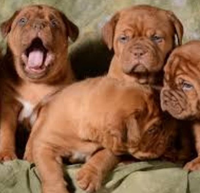 DogsIndia.com - French Mastiff - Shaji Nair