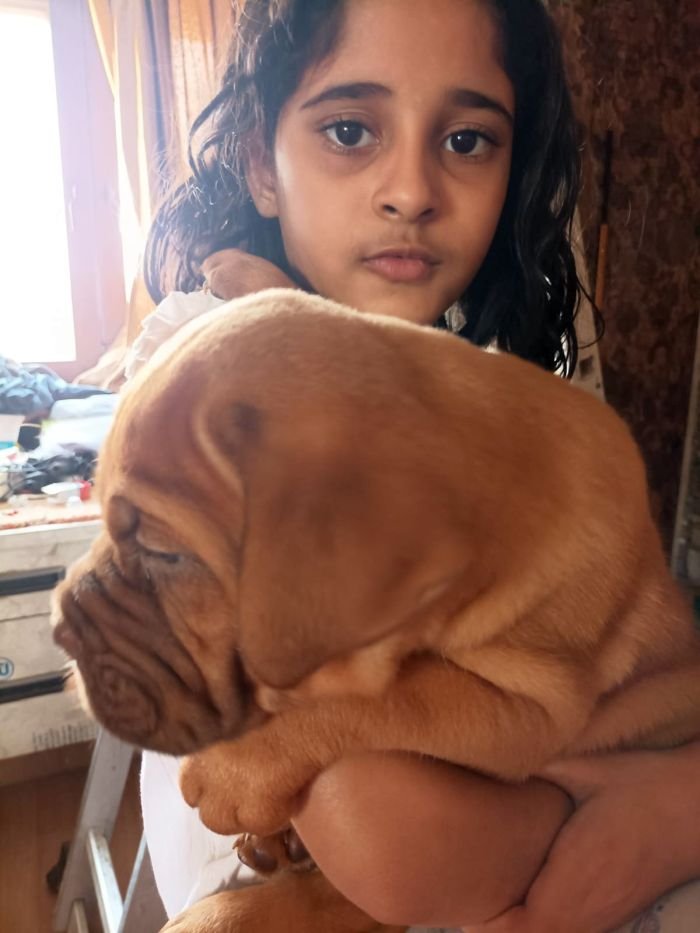 DogsIndia.com - French Mastiff - Shaji Nair