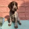 DogsIndia.com - German Short Haired Pointer - Mrs. Singh