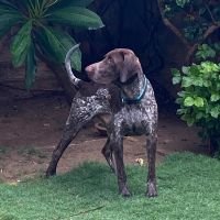 DogsIndia.com - German Short Haired Pointer - Mrs. Singh