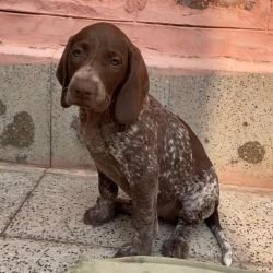 DogsIndia.com - German Short Haired Pointer - Mrs. Singh