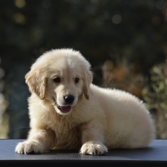 DogsIndia.com  Golden Retriever  Adchan's Kennel  Aditya Lochan